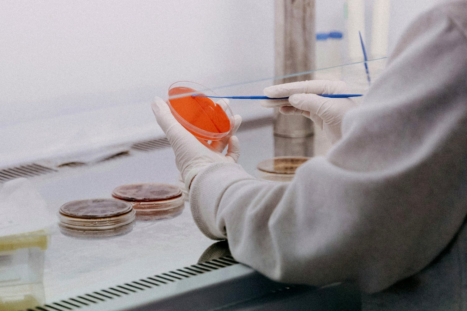 A gloved hand holding a petri dish of cultured product in a laboratory